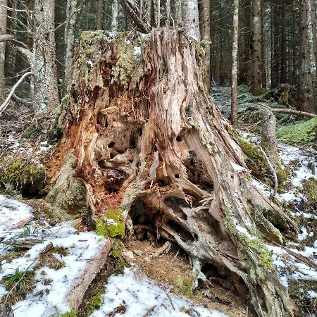 Badstubengrabenhutte * Greith (Bruck-Murzzuschlag)